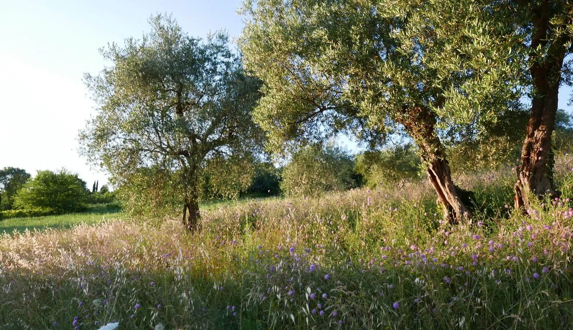 green grass fields and olive trees around Ca' Princivalle