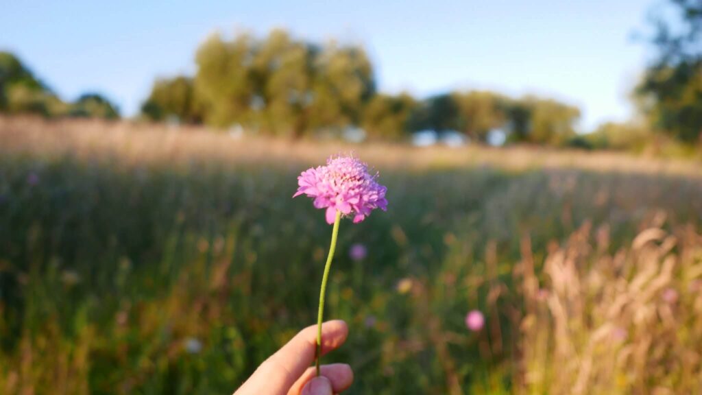 Mano che coglie un fiore davanti all'uliveto di Ca' Princivalle