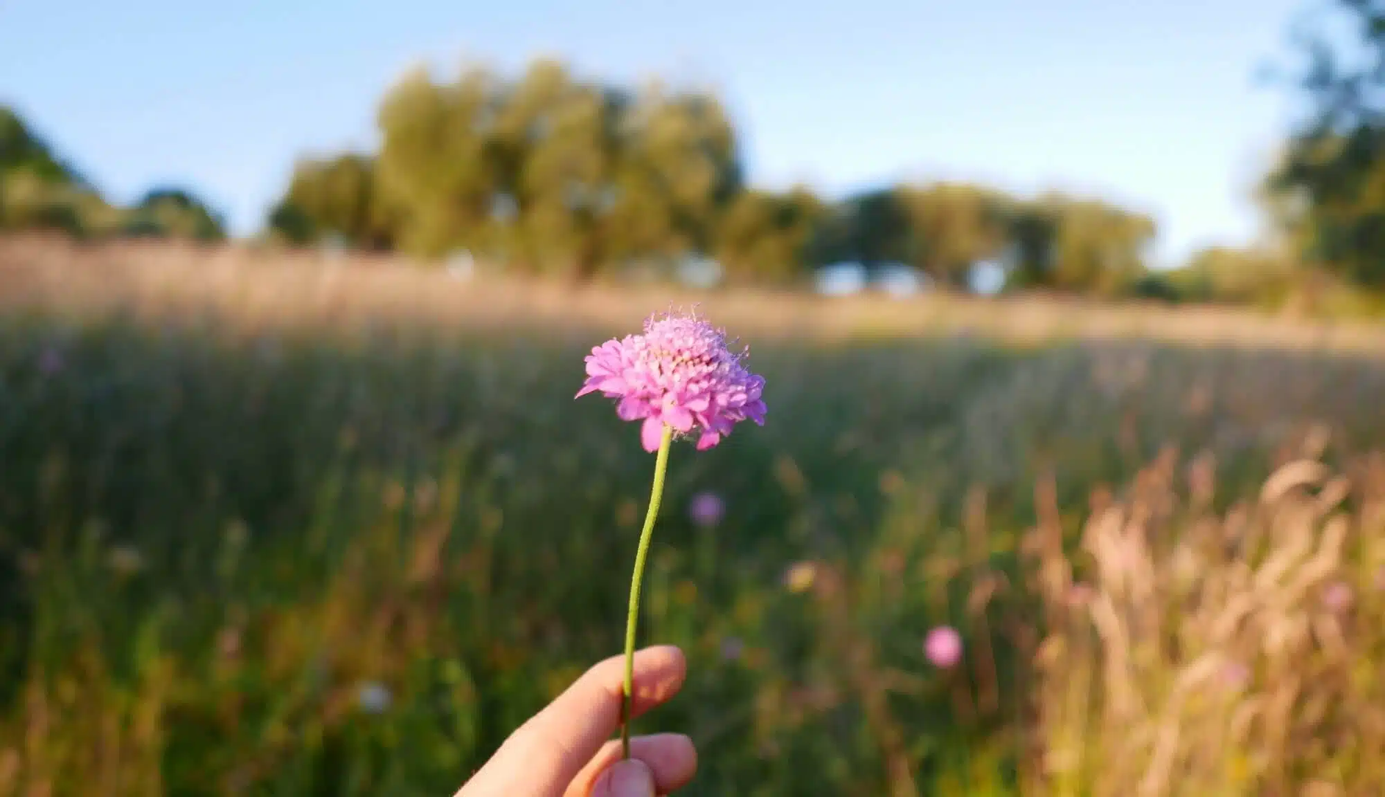 Handpflücken einer Blume vor dem Olivenhain Ca' Princivalle