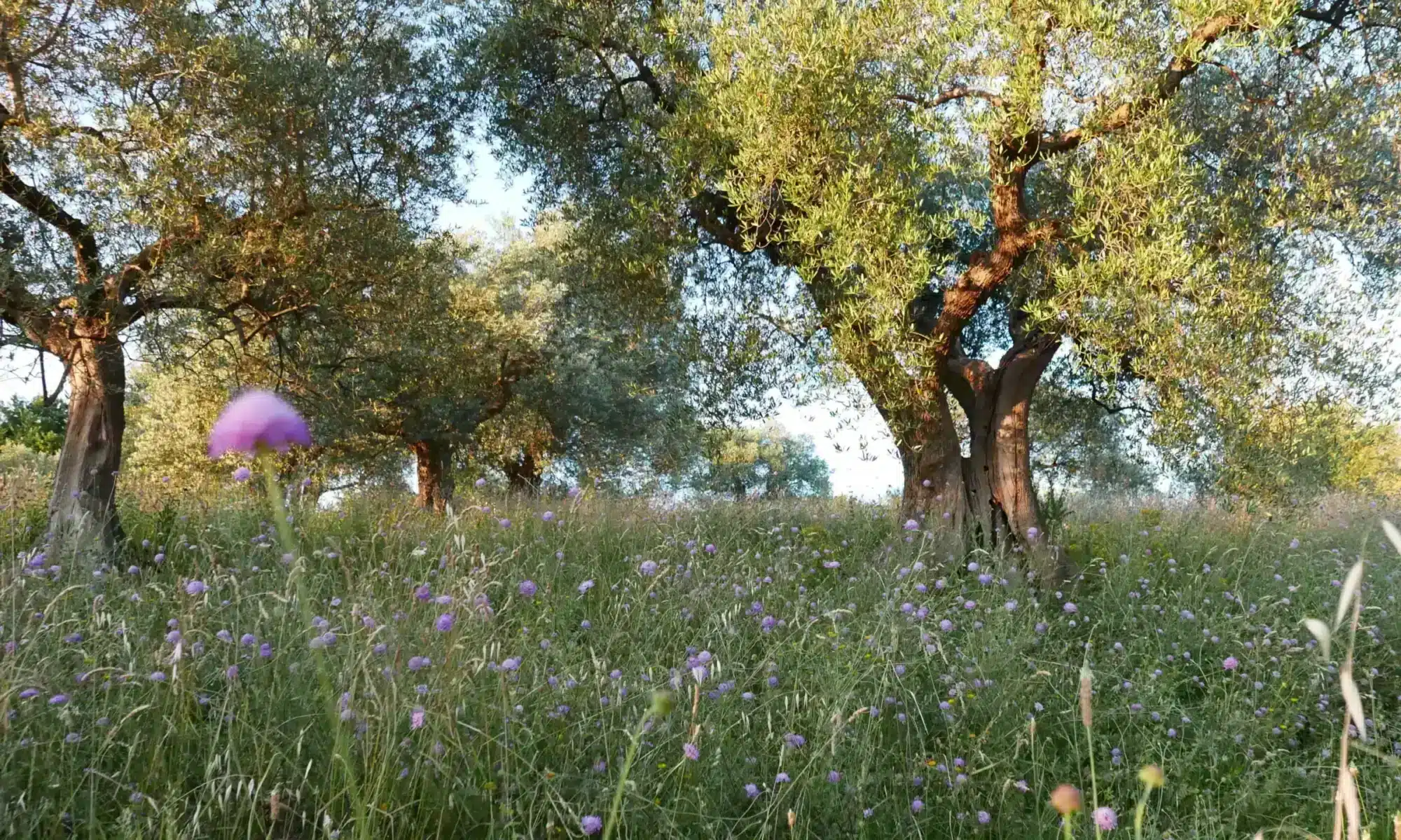 foto del campo con gli ulivi secolari nell'agriturismo Ca' Princivalle